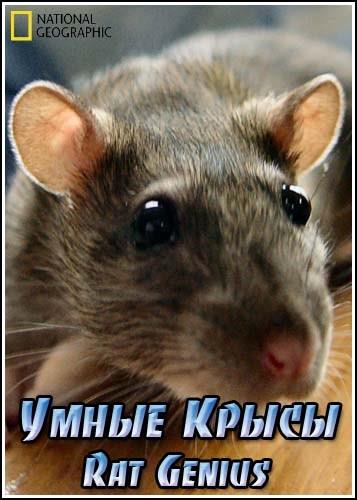 Умные Крысы / Rat Genius (2006) SATRip