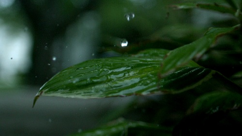      HD / Slow Motion Rain on Plant HD