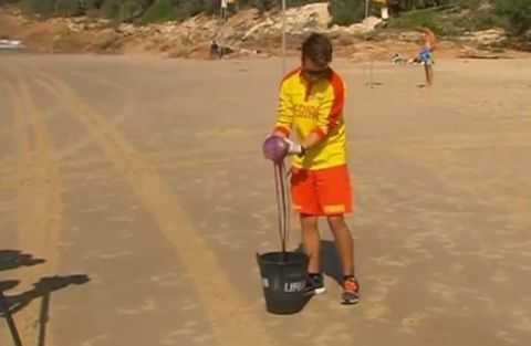 Спасатели нашли на пляже неизвестную науке медузу с несколькими ртами