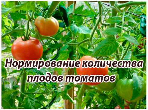 Нормирование количества плодов томатов (2014) WebRip