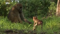   / Queen of the Baboons (2015) HDTV 1080i